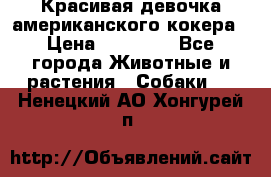 Красивая девочка американского кокера › Цена ­ 35 000 - Все города Животные и растения » Собаки   . Ненецкий АО,Хонгурей п.